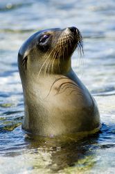 Sealion pup, San Cristobel, Galapagos, 2006, Nikkor 70-30... by Chris Wildblood 